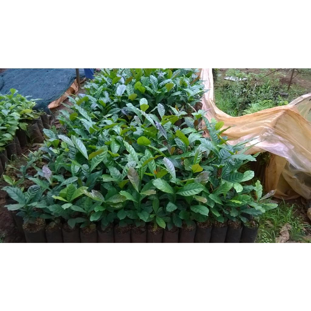 CÂY GIỐNG CÀ PHÊ XANH LÙN CAO SẢN.