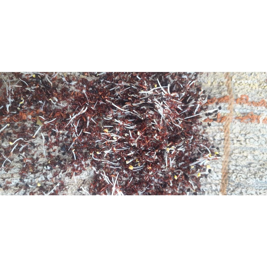 50 gram hạt giống bạch đàn đỏ