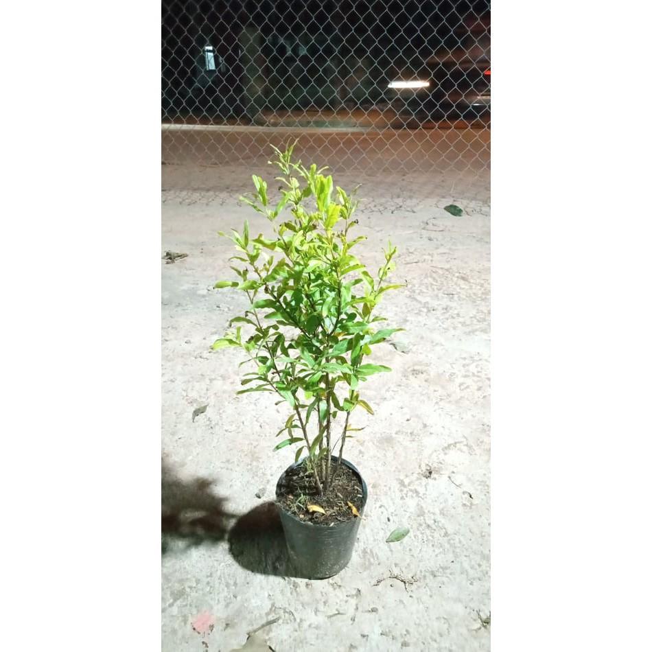 CÂY GIỐNG LỰU ĐỎ ẤN ĐỘ SIÊU QUẢ, DÒNG QUẢ SỚM CAM KẾT GIỐNG CHUẨN F1 + Tặng 01 cây dâu da đất