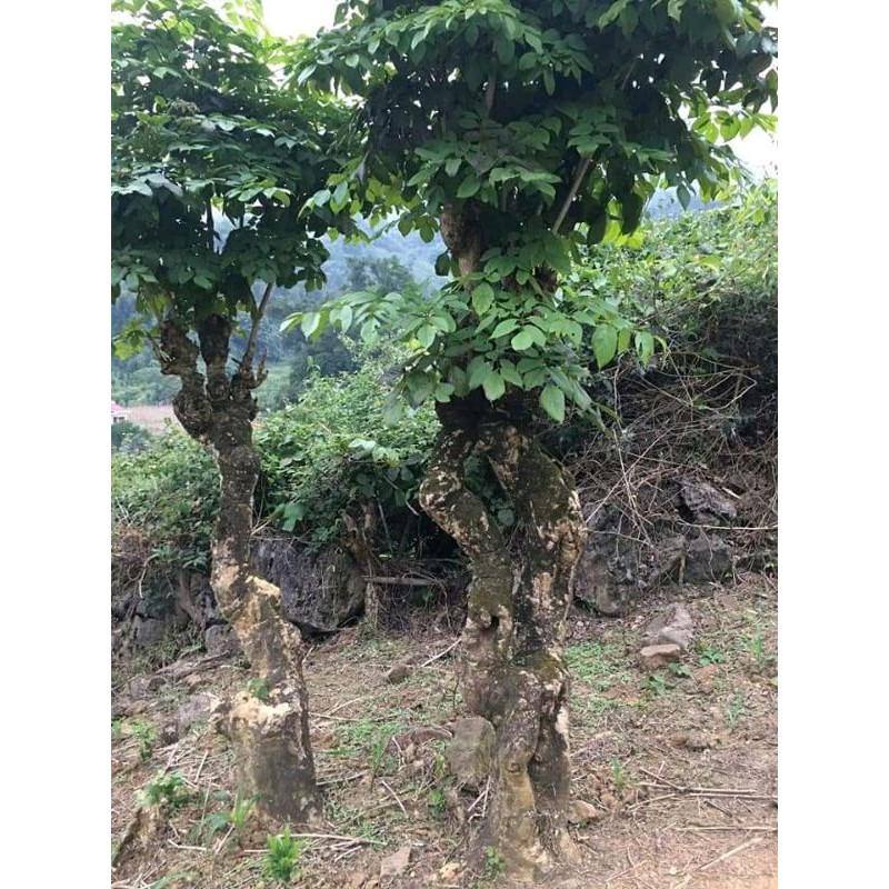 Vỏ núc nác tươi, khô 1kg 681sp
