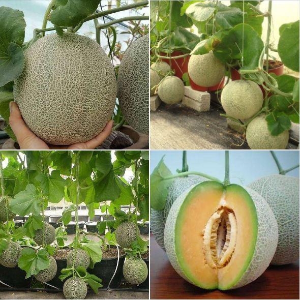 Hạt Giống Dưa Lưới Vỏ Xanh - 10 hạt/gói