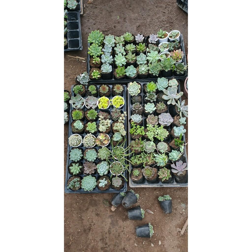 Combo 10 cây sen đá