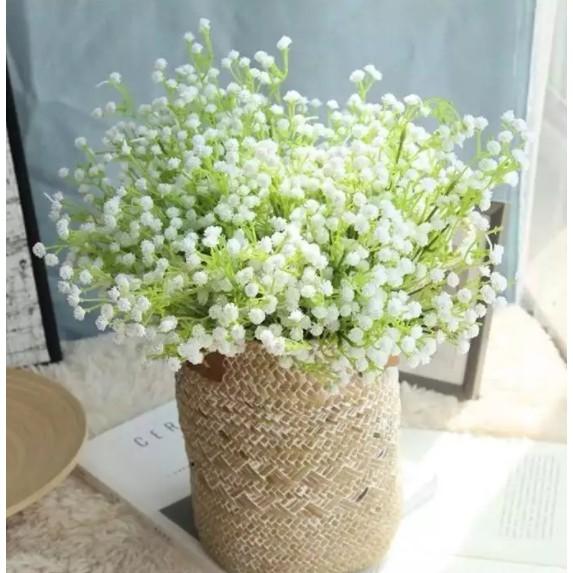 100hạt giống hoa baby hoa chấm bi trắng