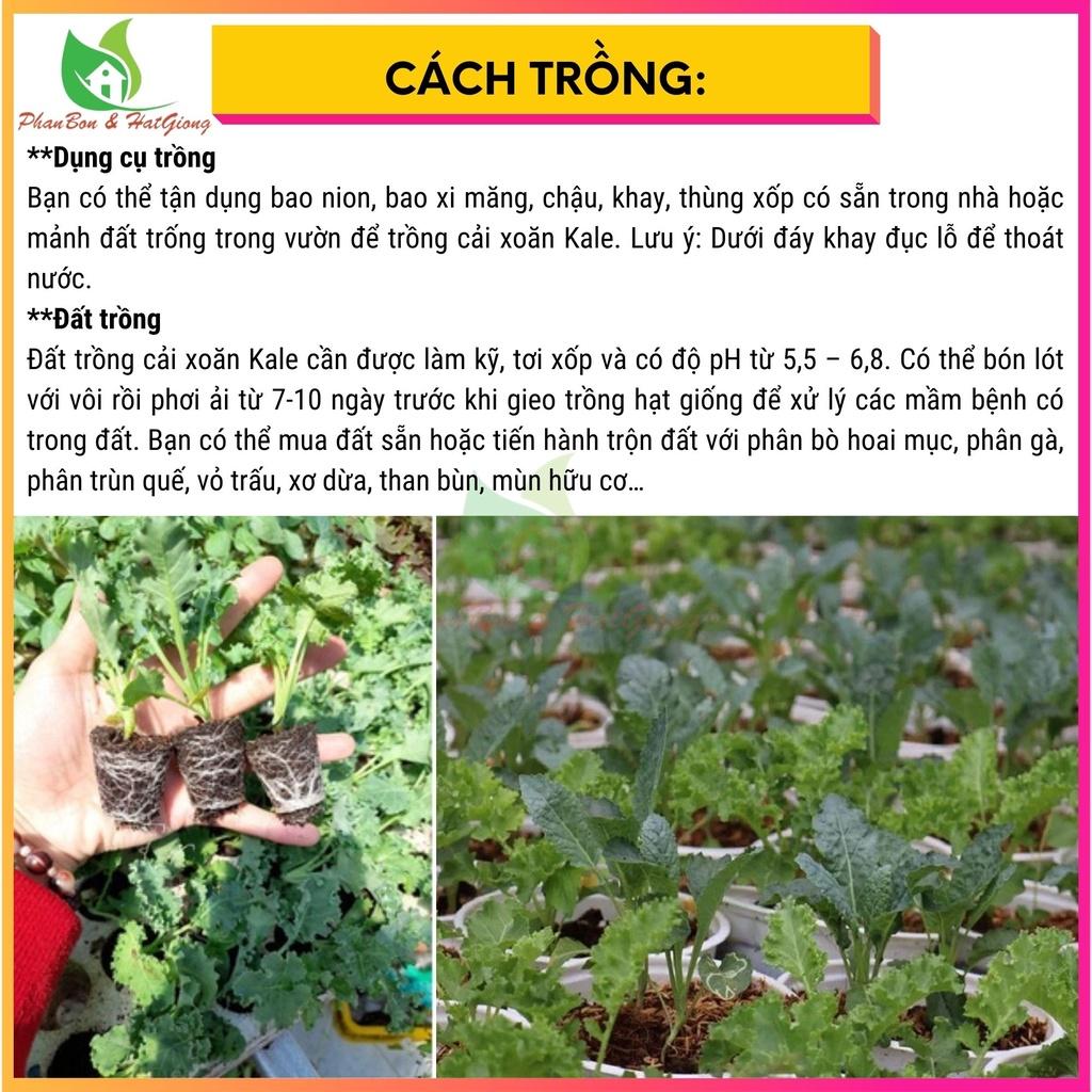 Hạt Giống Rau Cải Kale KHỦNG LONG Cải Xoăn 5gr - Rạng Đông - Shop Phân Bón và Hạt Giống