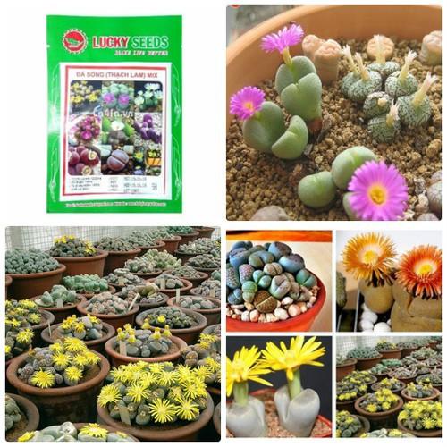 Hạt giống hoa đá sống thạch lan nhiều màu10 hạt - tặng 3 viên nén xơ dừa ươm hạt