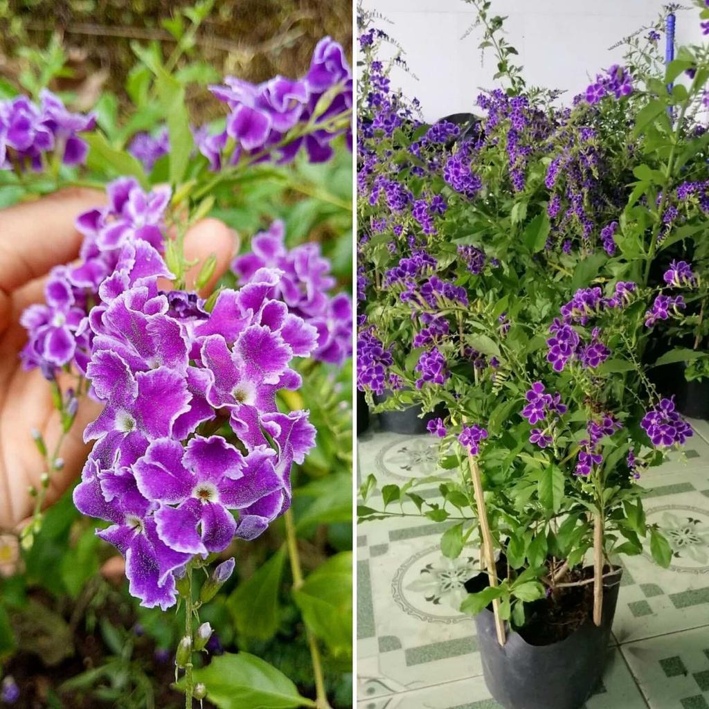 CÂY GIỐNG HOA CHUỖI NGỌC THÁI