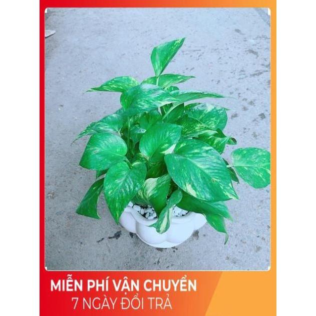 Chậu Trầu Bà Xanh