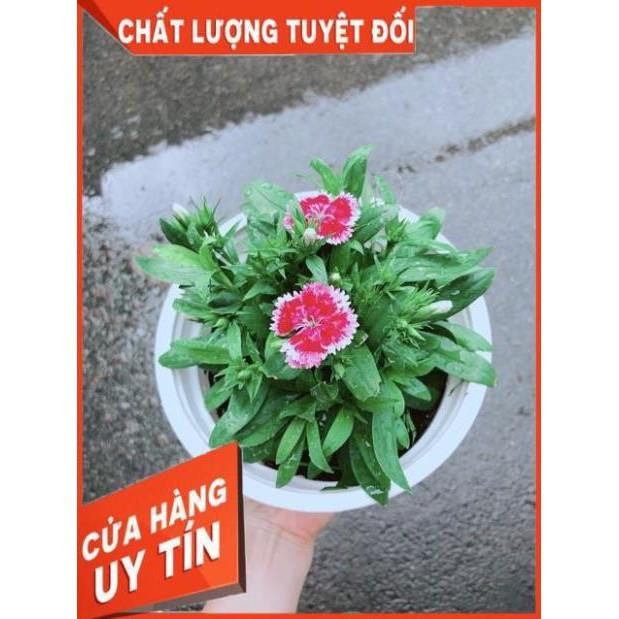 Chậu Hoa Cẩm Chướng