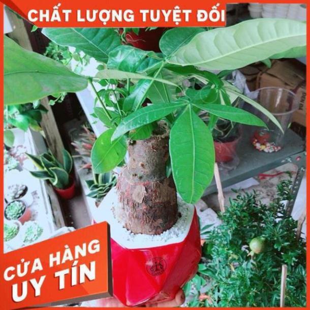 Chậu kim ngân chân voi kèm dĩa lót