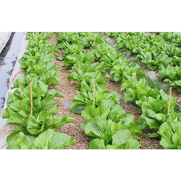Hạt Giống Cải Bẹ Đông Dư 20g Dễ Trồng, Năng Suất Cao, Cây to khỏe