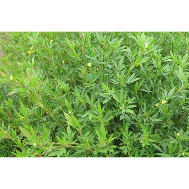 Hạt Giống Cỏ Chăn Nuôi STYLO 1kg