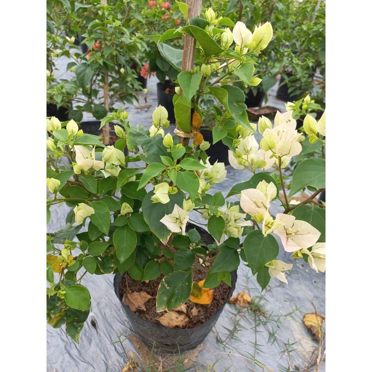Chậu hoa giấy thái 2 màu nguyên bản, đang hoa màu hồng trắng đặc biệt