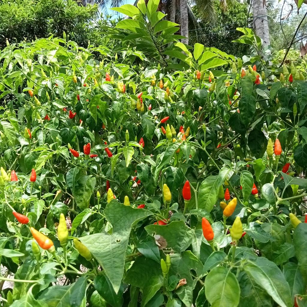 50 Hạt Giống Ớt Hiểm - Giống Ớt Hiểm Sai Trái, Siêu Cay, Trồng Quanh Năm