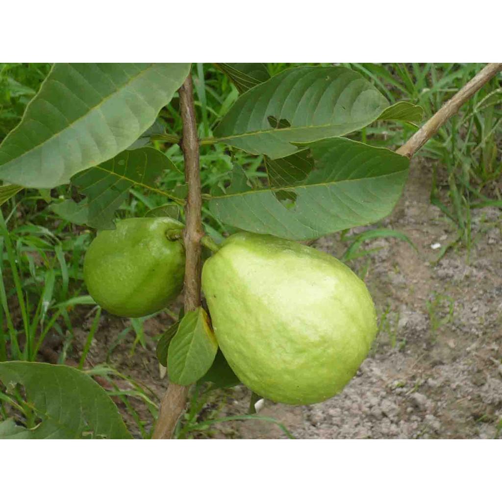 Cây giống ổi Đông Dư cam kết chất lượng