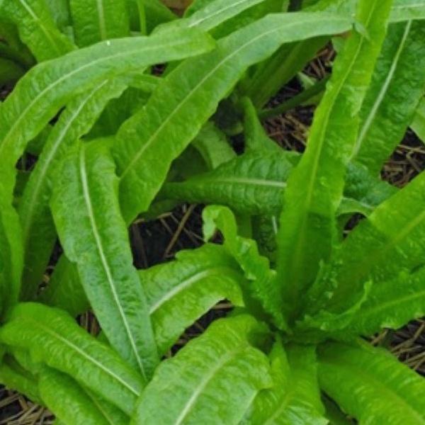 Combo 2 gói Hạt Giống Rau Diếp Thơm Đặc Biệt-gói  5Gram-tặng kèm gói phân bón lót