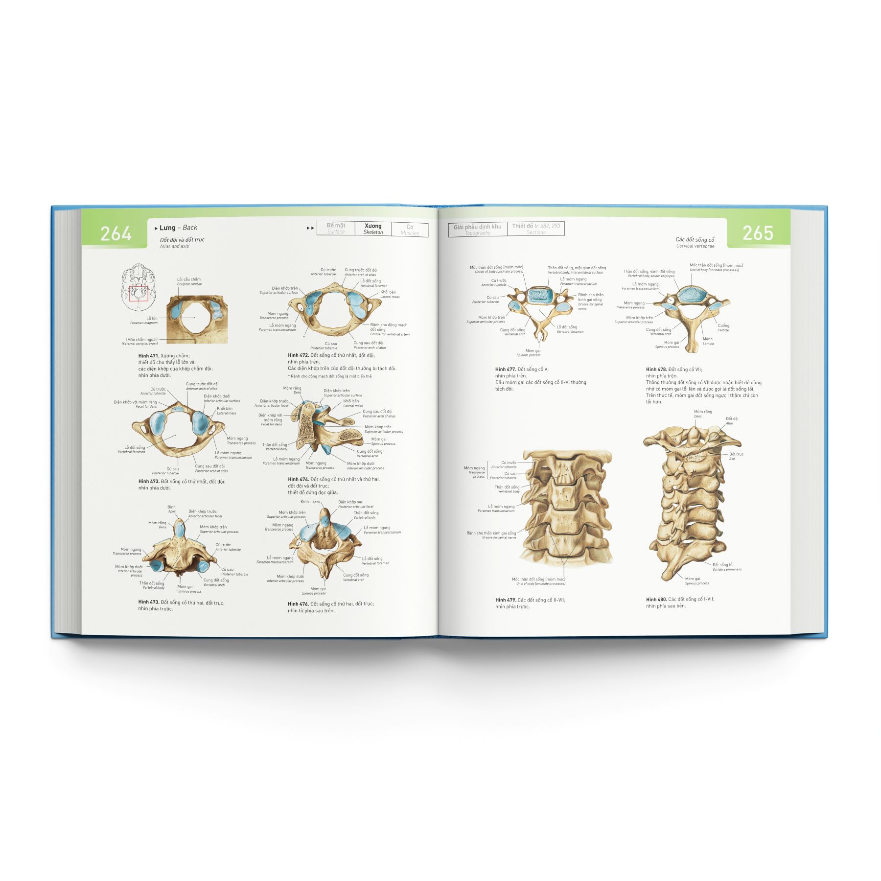 Sobotta 'Atlas' Giải Phẫu Người