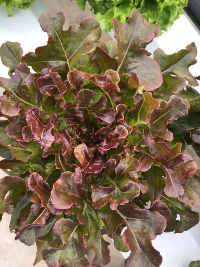 Hạt giống Xà lách Oakleaf  933