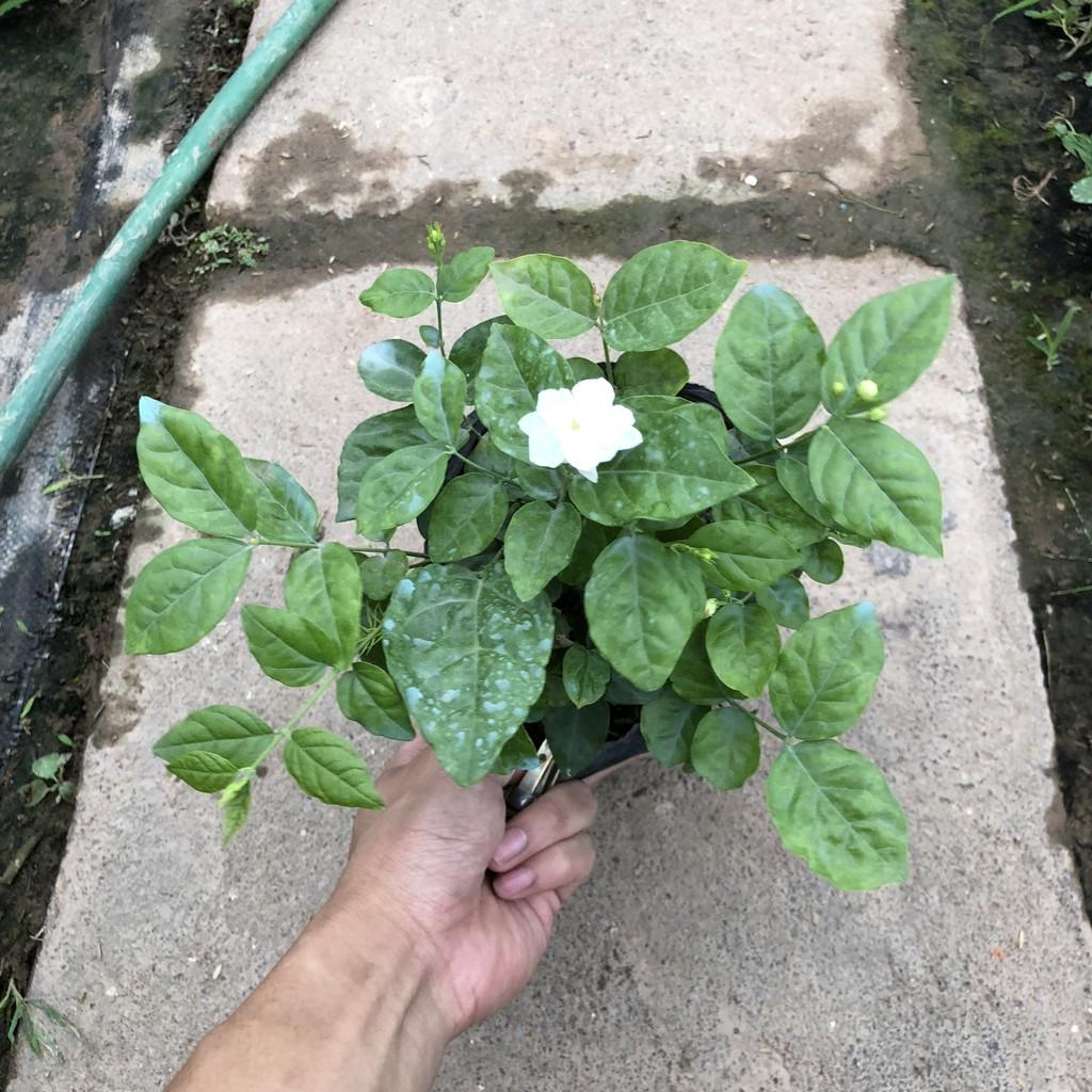Cây hoa nhài kép , chiều cao 20-25cm bụi sum suê hoa cực thơm nhiều công dụng, thích hợp trang trí cảnh quan