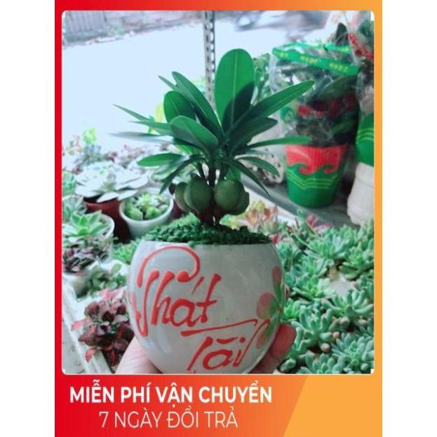 Chậu Cây May Mắn Phát Tài