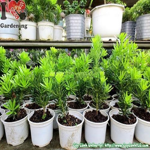 CÂY GIỐNG CÂY VẠN NIÊN TÙNG KIM CƯƠNG BONSAI TRƯỜNG THỌ