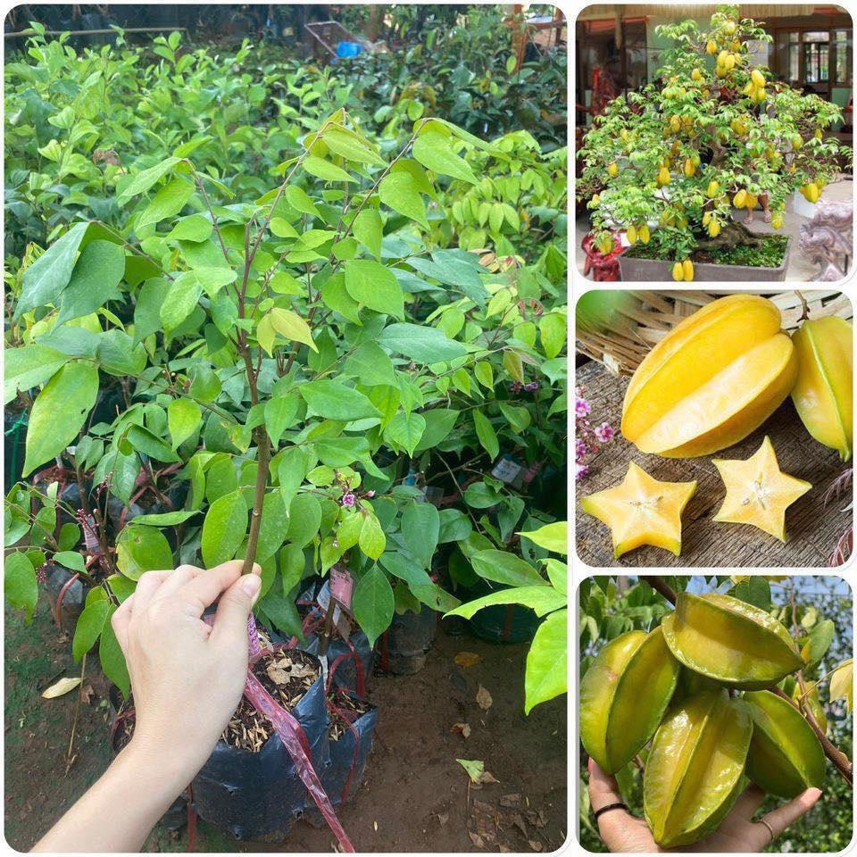 CÂY GIỐNG KHẾ NGỌT TRỒNG CHẬU