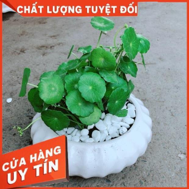 Chậu Cỏ Đồng Tiền