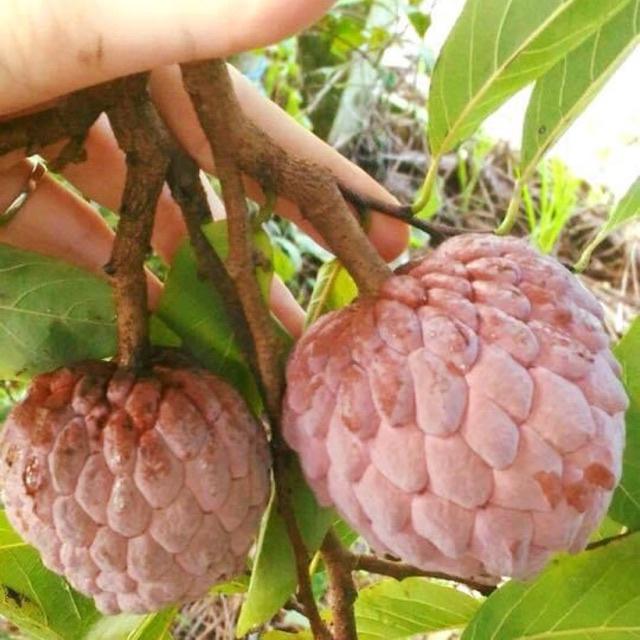 Giống Cây Na Tím