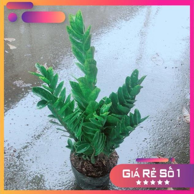 Kim Tiền Size Lớn