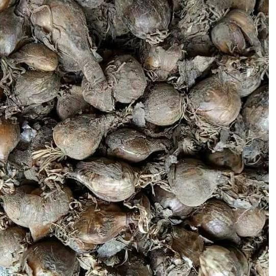 Củ giống hoa bỉ ngạn đỏ