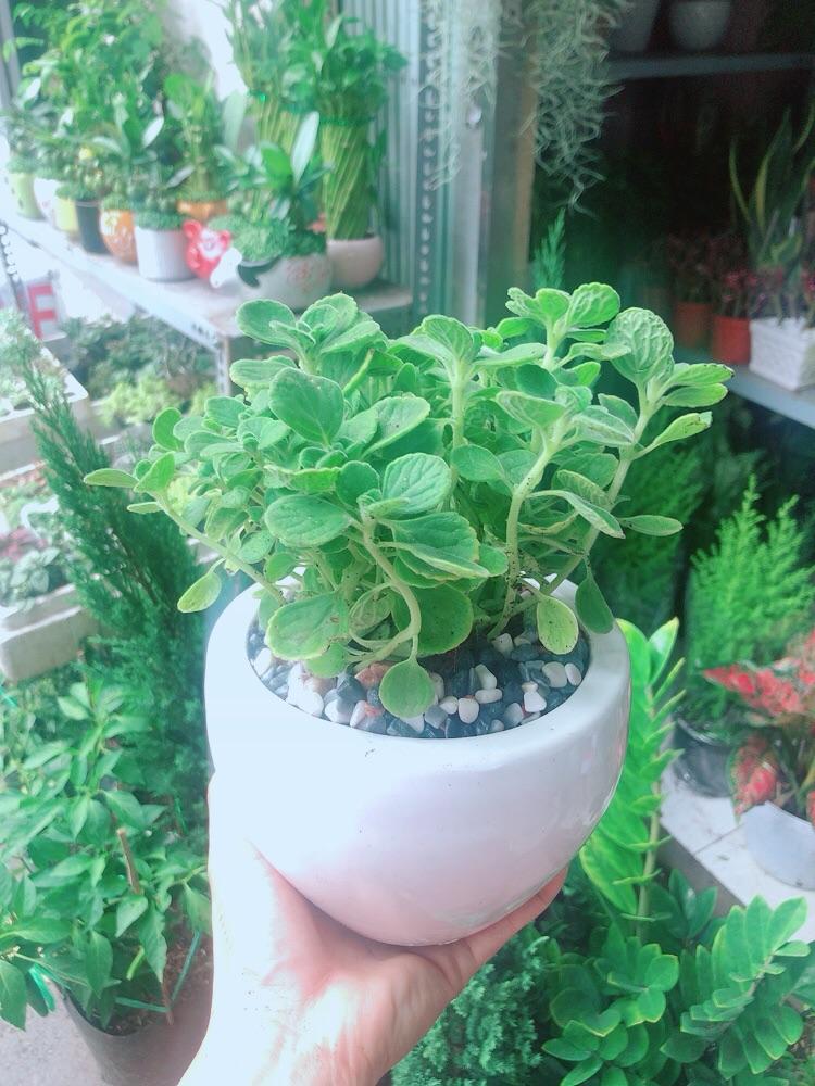 Chậu Cây Nhất Mạc Hương