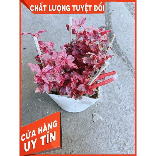 Cây Rubi Đỏ