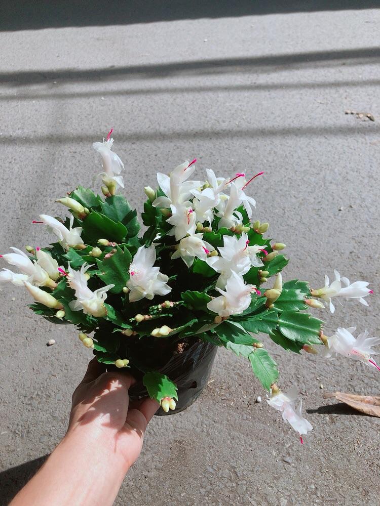 Chậu Hoa Tiểu Quỳnh Màu Trắng