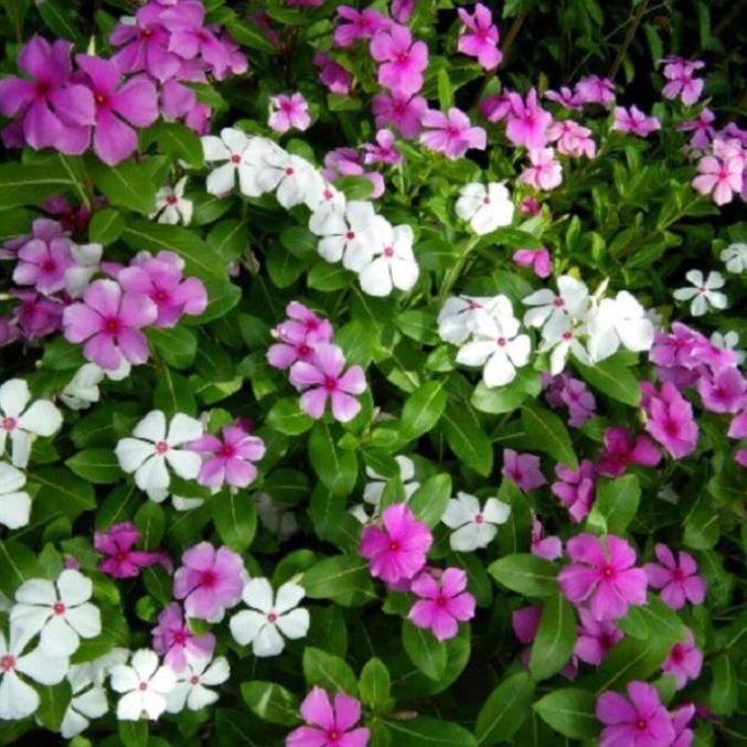 CHẬU HOA DỪA CẠN SIÊU ĐẸP