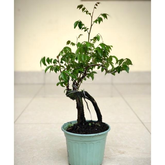 Cây khế bonsai cao 35-40cm