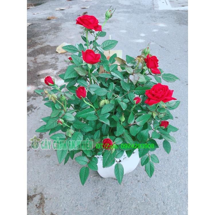 Chậu Cây Hoa Hồng