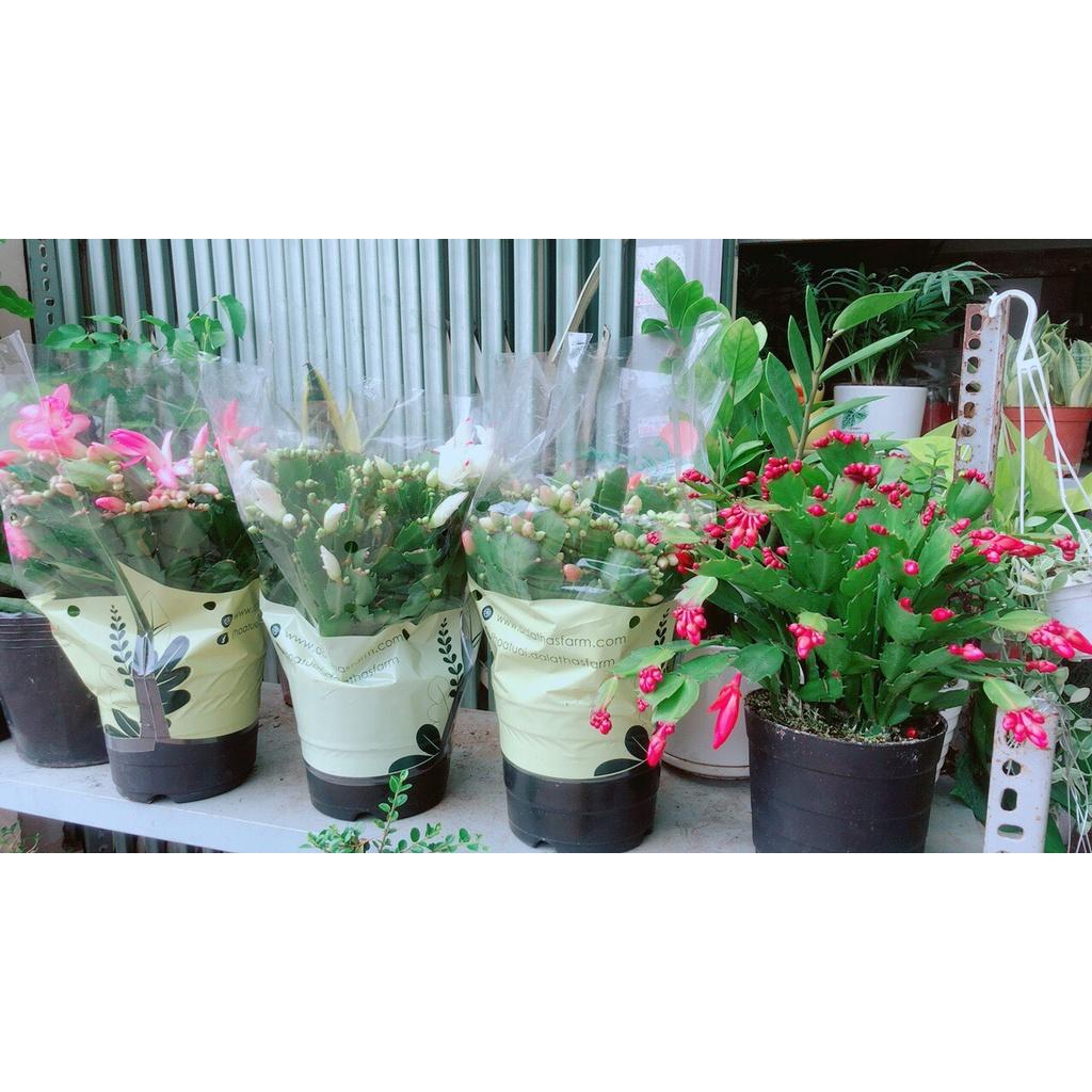 Chậu Cây Càng Cua