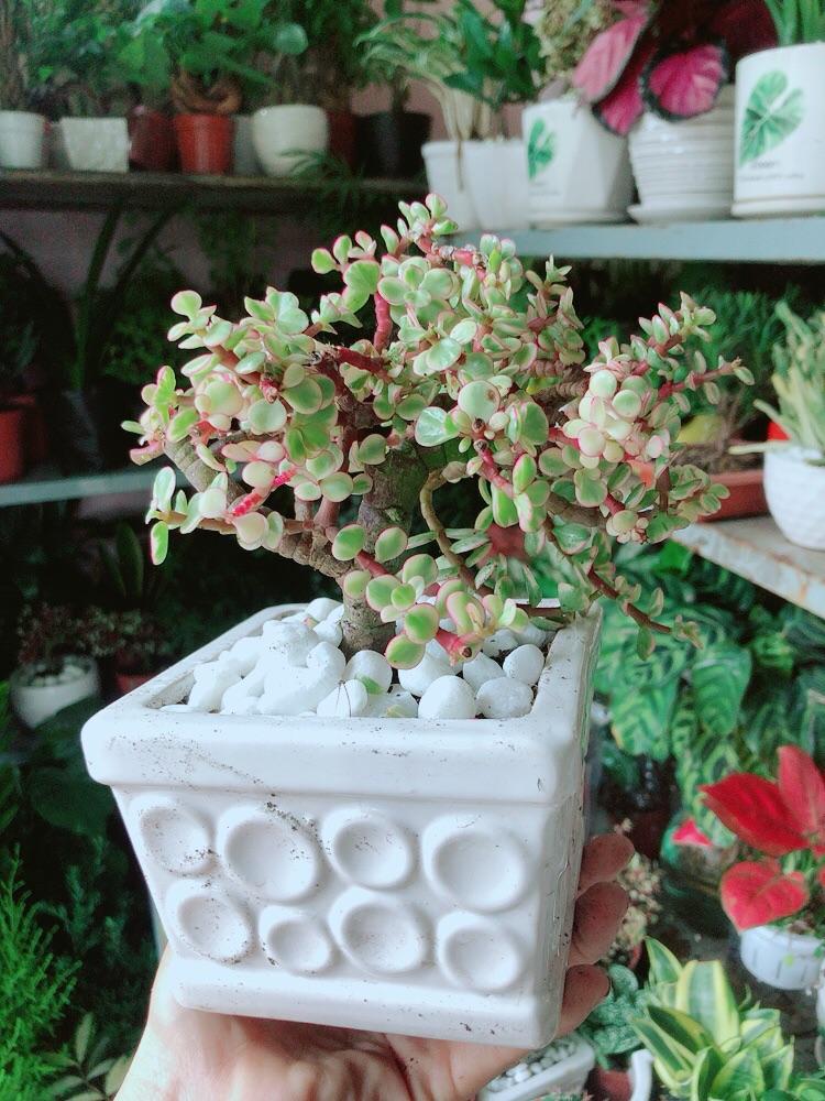 Chậu Cây Cành Vàng Lá Ngọc Cổ Thụ