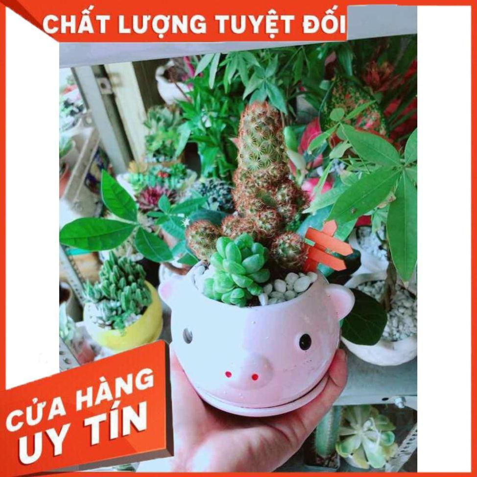 Chậu Xương Rồng-Sen Đá Nhiều Người Mua