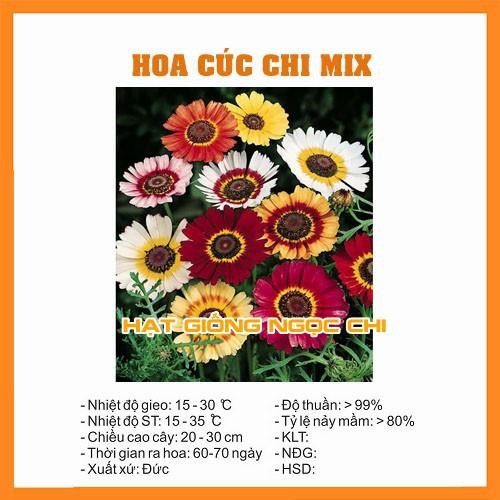 Hạt Giống Hoa Cúc Chi Mix - 50 Hạt