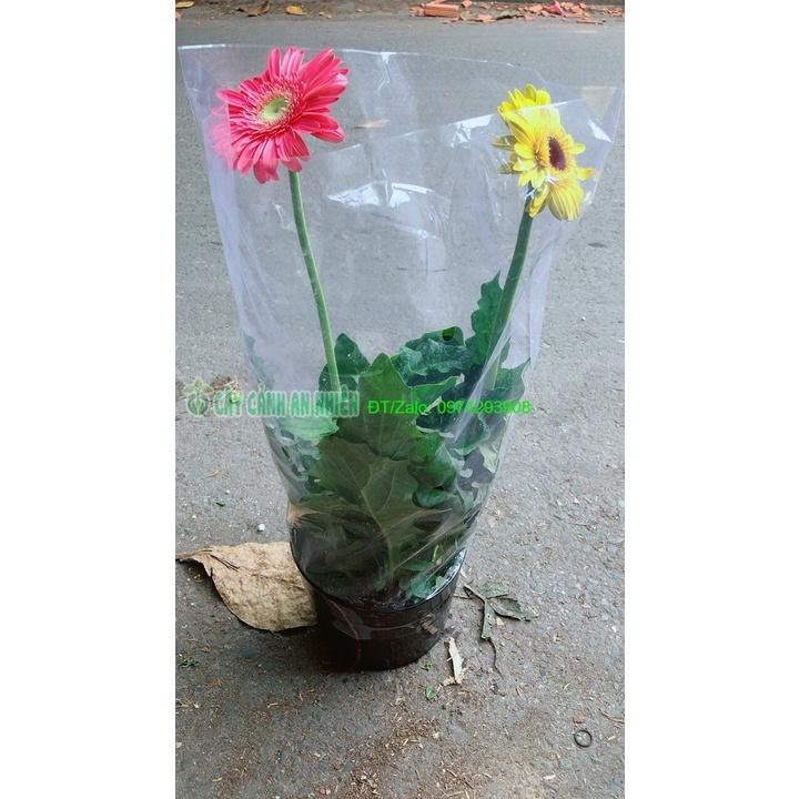 Bụi Hoa Đồng Tiền 2 Màu