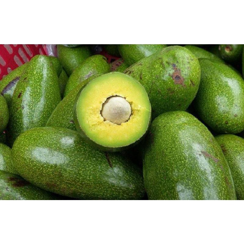 CÂY GIỐNG BƠ SÁP DA XANH .