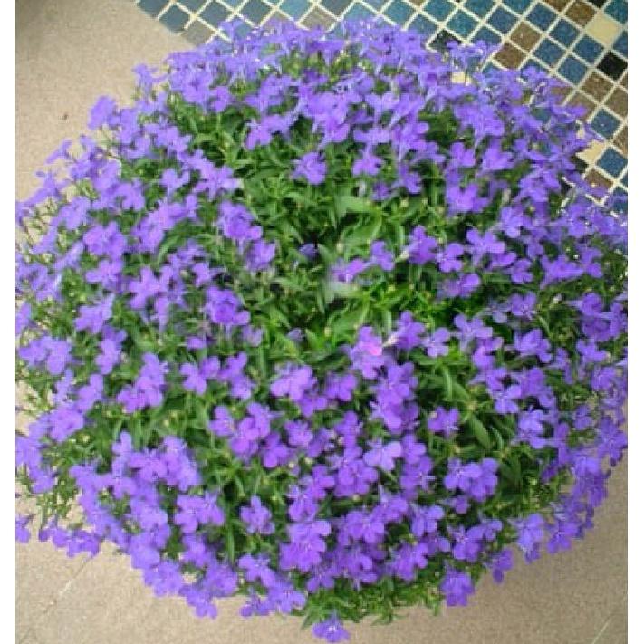 Hạt giống hoa cúc lobelia nhiêu màu,hạt giống tốt - gói 100 hạt