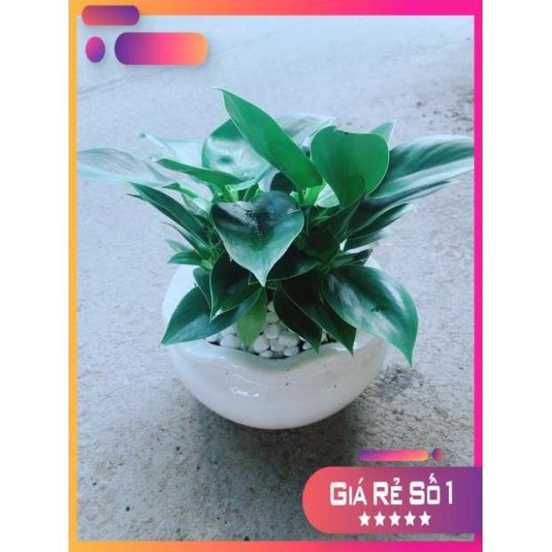 Chậu Trầu Bà Đế Vương