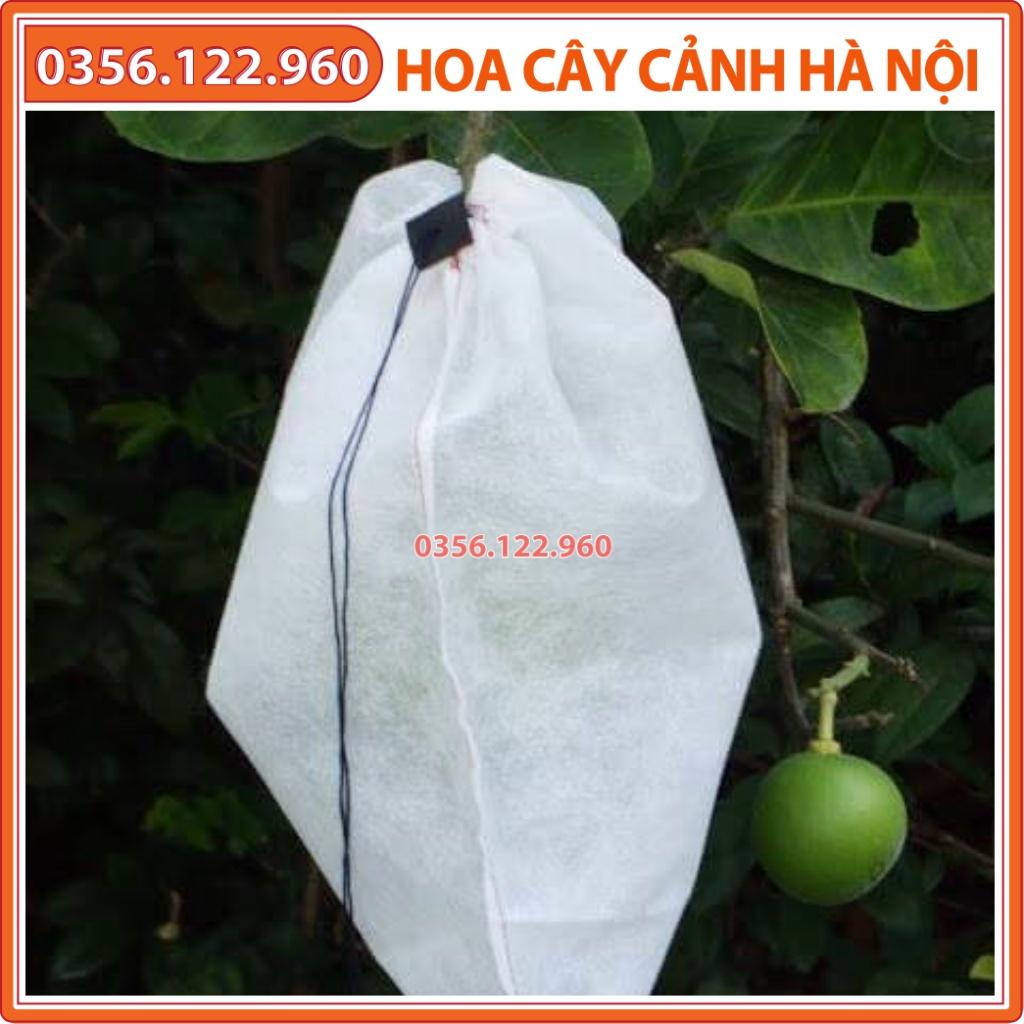 50 Túi bọc trái cây 30x30cm dùng cho bưởi, cam, xoài, mãng cầu, túi bọc bưởi - Shop hoa cây cảnh Hà Nội