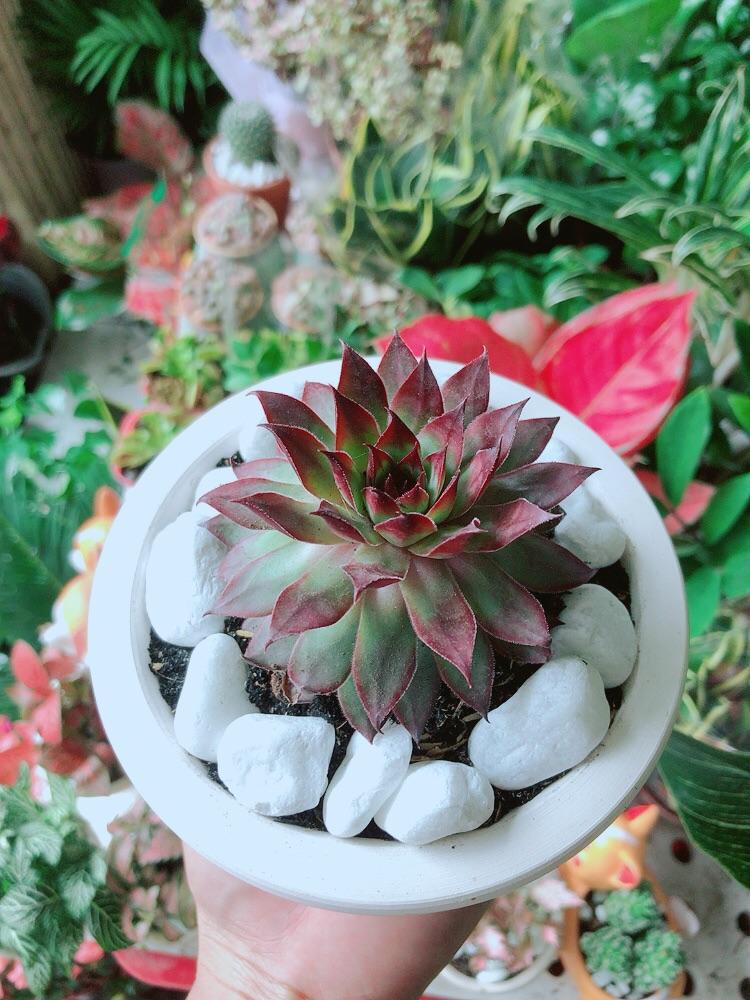 Chậu Sen Đá Phật Bà Đỏ