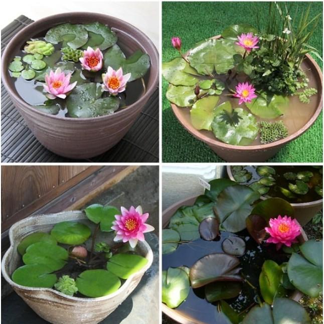 5 Hạt giống súng mini siêu nhỏ xinh nhiều màu