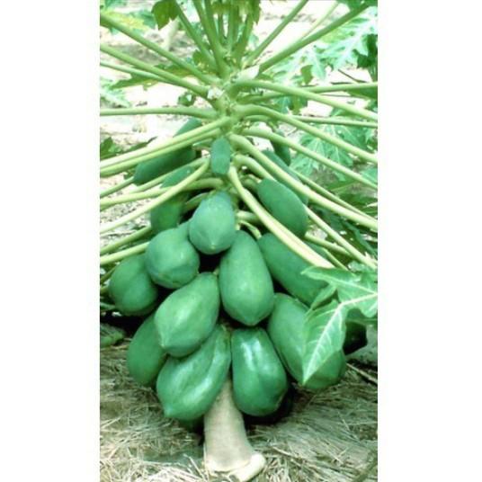 Hạt đu đủ siêu lùn siêu quả