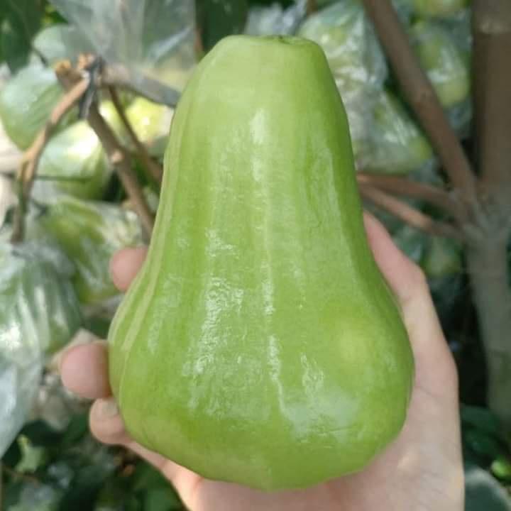 Cây giống mận xanh đường