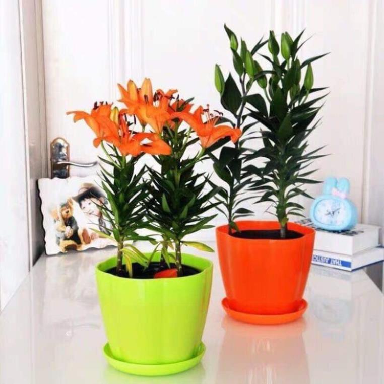 COMBO 20 CỦ GIỐNG HOA LY CAO HÀ LAN NHẬP KHẨU MIXX MÀU