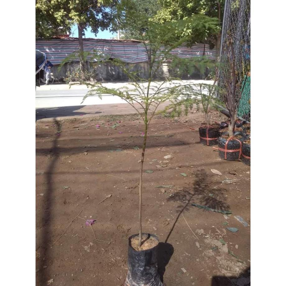Hoa phượng tím chùm ớt đà lạt- hàng gửi đi nguyên bầu giống + Tặng 01 cây dâu da đất